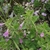 Form