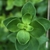 Leaves at top of the stem