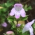 Closeup of pink flower