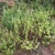 Form of the shrub