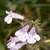Tiny, 2-lipped, tubular, white flower; pinkish on the outside.