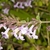 Clusters of tiny, 2-lipped, tubular, white flowers