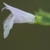 Tiny, 2-lipped, tubular, white flower with green calyx.