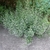 Small, fine-textured plant with 100s of tiny white flowers.