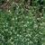 Small, fine-textured plant with 100s of tiny white flowers.