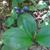 Clintonia borealis