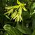 Clintonia borealis