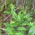 Clintonia borealis
