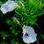Flower and leaves