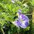 leaves and flowers