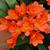 Flower and leaves