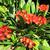 leaves and flowers