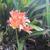 Clivia miniata Regel, flowes and leaves