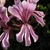 Close up on pink flowers with 2 dorsal petals with pink lines
