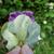 Flower and leaves