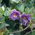 leaves and flowers