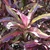 Codiaeum variegatum