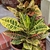dark green leaves variegated with yellow and pink