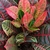 Codiaeum variegatum