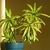 Potted plant with yellow speckled, narrow leaves.