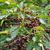 Coffea arabica 