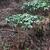 Coffea arabica habit
