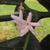 Coffea arabica flower