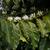 Coffea arabica flowering