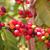 Coffea arabica fruit