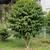 Coffea arabica
