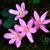 Colchicum spp.