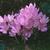 Colchicum spp.