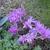 Colchicum autumnale