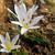 Colchicum cupani Leaves and Flowers
