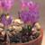 Colchicum figlalii Flowers and Leaves