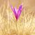 Colchicum neapolitanum Flower