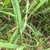 Form