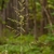 Panicle of flowers