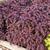 Coleus 'Sun Lancelot Velvet Mocha' Form