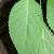 Leaf closeup