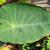 Colocasia esculenta