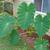Colocasia esculenta