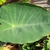 Large green leaf