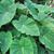 Colocasia esculenta