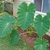 Form of plant with several very large green leaves