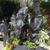 Colocasia