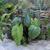 Colocasia esculenta 'Hilo Bay' - full plant