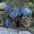 Colocasia esculenta 'Black Coral' - full plant