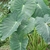 Large green leaves