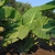 Full large mature plant